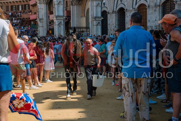 Tratta dei cavalli per il Palio di Siena del 16 agosto 2018