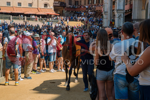Tratta dei cavalli per il Palio di Siena del 16 agosto 2018