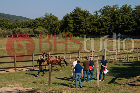 Previsite dei cavalli per il Palio di Siena del 16 agosto 2018