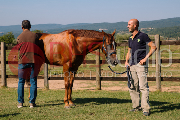 Previsite dei cavalli per il Palio di Siena del 16 agosto 2018