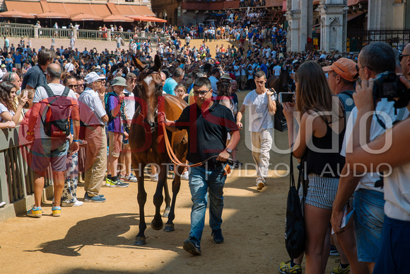 Tratta dei cavalli per il Palio di Siena del 16 agosto 2018