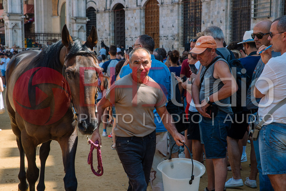 Tratta dei cavalli per il Palio di Siena del 16 agosto 2018