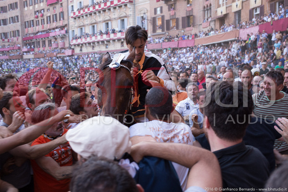 Giubilo Lupa del 2 Luglio 2016, foto di Gianfranco Bernardo. La foto può essere acquistata direttamente da qui oppure contattando BHStudio allo 0577930212 - 3406954532 o via email info@bhstudio.it